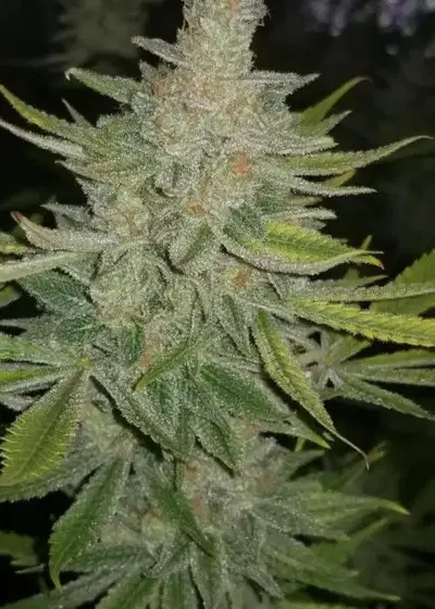 Stud Muffin by Jinxproof Genetics, Photoperiod cannabis strain