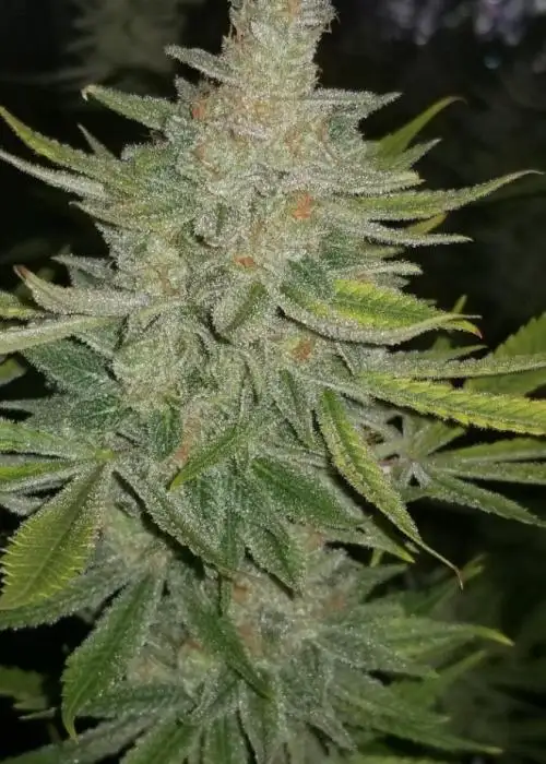 Stud Muffin by Jinxproof Genetics, Photoperiod cannabis strain
