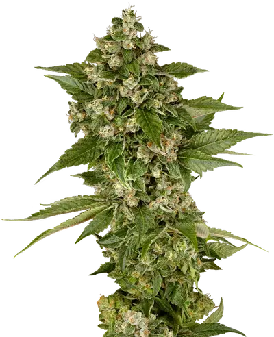 Studio Candy by Sensi Seeds, Photoperiod cannabis strain