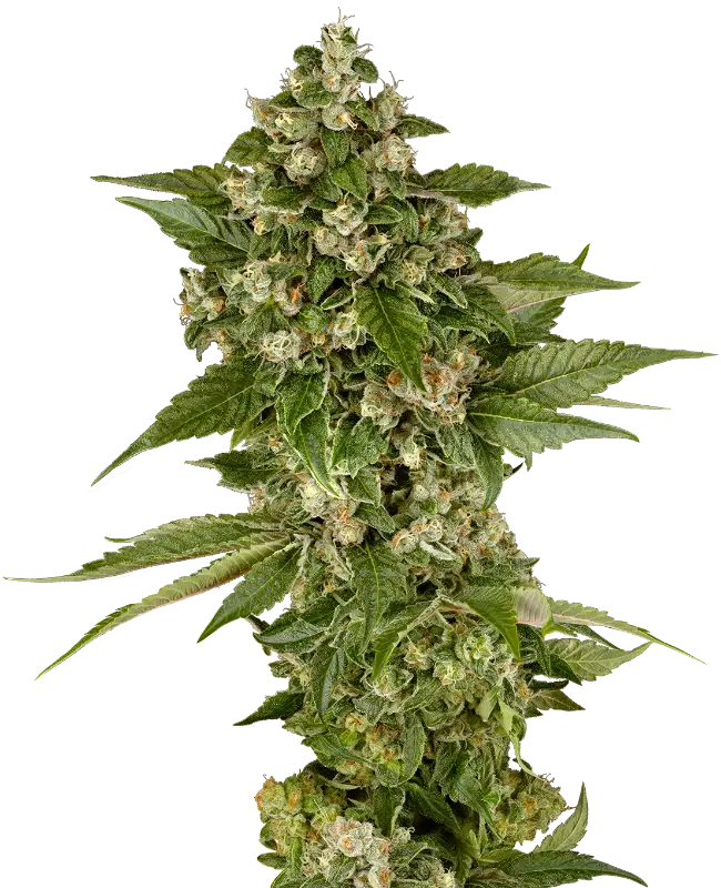 Studio Candy by Sensi Seeds, Photoperiod cannabis strain