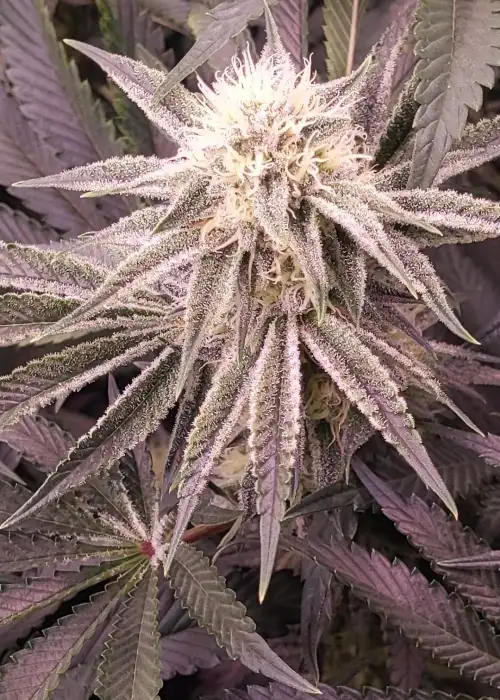 Stuffed Cherry Zlushiez by Raw Genetics, Photoperiod cannabis strain