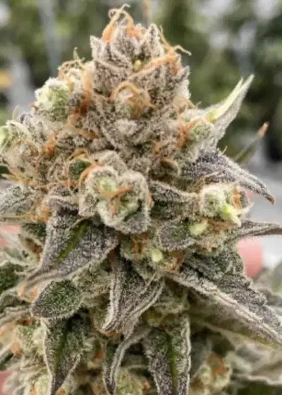 Stuntz by Oni Seed co., Photoperiod cannabis strain