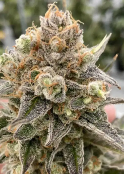 Stuntz by Oni Seed co., Photoperiod cannabis strain