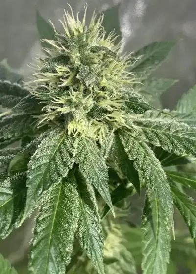 Sublimator by R-Kiem Seeds, Photoperiod cannabis strain