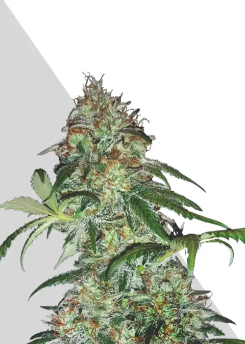 Sucker Punch by Auto Seeds, Autoflower cannabis strain