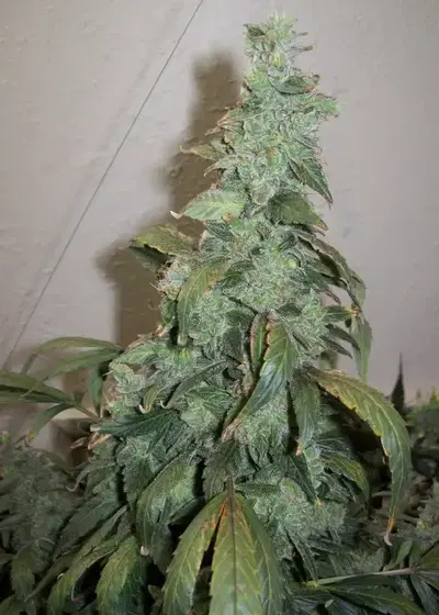 Sugar Black Rose Auto cannabis strain