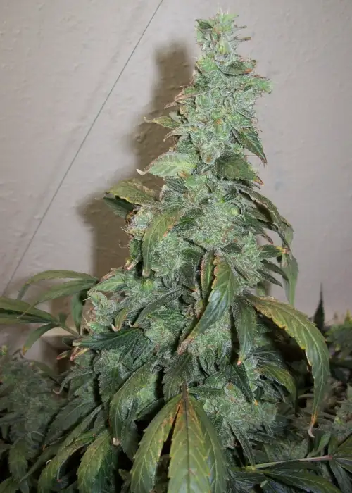 Sugar Black Rose Auto by Delicious Seeds, Autoflower cannabis strain