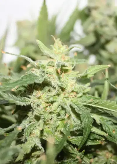 Sugar Black Rose Fast Version by Delicious Seeds, Autoflower cannabis strain