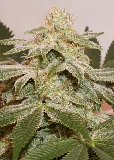Sugar Bomb Punch by Dutch Passion, Photoperiod cannabis strain
