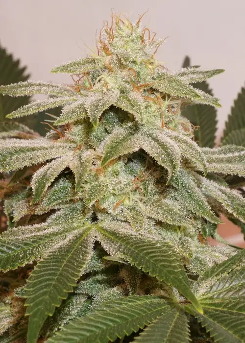 Sugar Bomb Punch by Dutch Passion, Photoperiod cannabis strain