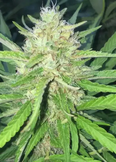 Sugar Candy by Delicious Seeds, Photoperiod cannabis strain