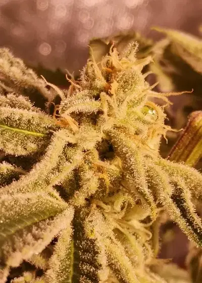 Sugar Cane by In House Genetics, Photoperiod cannabis strain