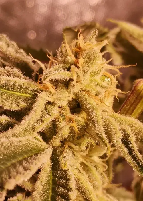Sugar Cane by In House Genetics, Photoperiod cannabis strain