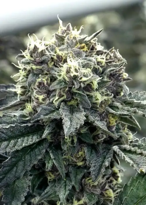 Sugar Dust by Dying Breed Seeds, Photoperiod cannabis strain