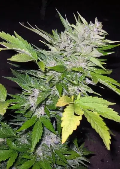 Sugar Gom by Grass O Matic, Autoflower cannabis strain
