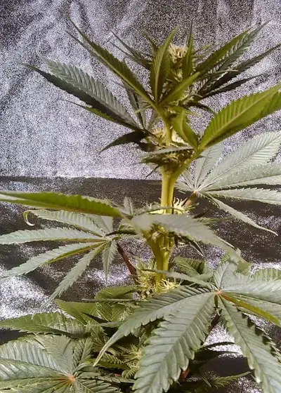 Sugar Kiss cannabis strain