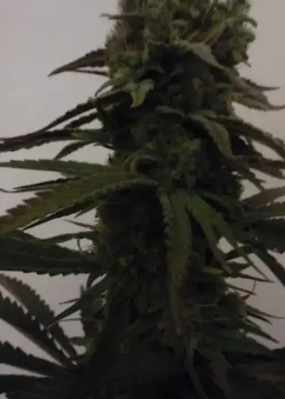 Sugar Mama Auto by Feminised Seeds Company, Autoflower cannabis strain