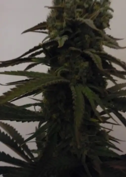 Sugar Mama Auto by Feminised Seeds Company, Autoflower cannabis strain