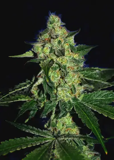Sugar Mill by The Cali Connection, Photoperiod cannabis strain