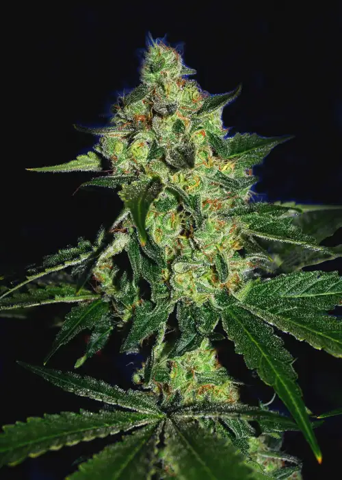 Sugar Mill by The Cali Connection, Photoperiod cannabis strain