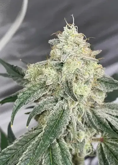 Sugar Puss by Exotic Genetix, Photoperiod cannabis strain