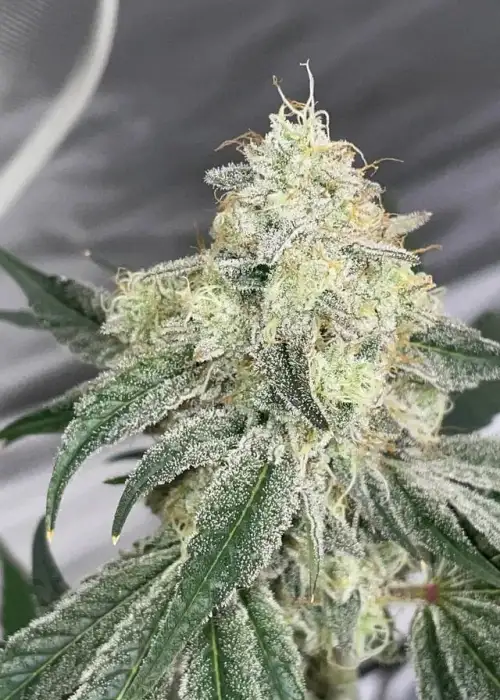 Sugar Puss by Exotic Genetix, Photoperiod cannabis strain
