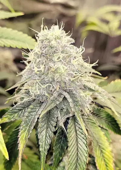 Sugar Tits by G.O.A.T Genetics, Photoperiod cannabis strain