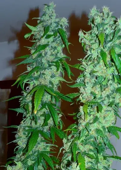Sugarloaf by Cannabiogen Seeds, Photoperiod cannabis strain