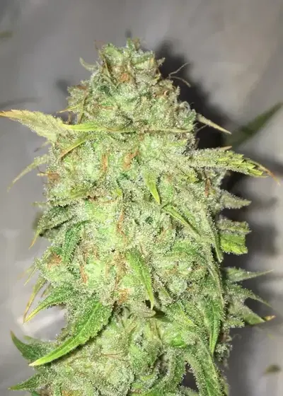 Sugartown Express by Gage Green, Photoperiod cannabis strain