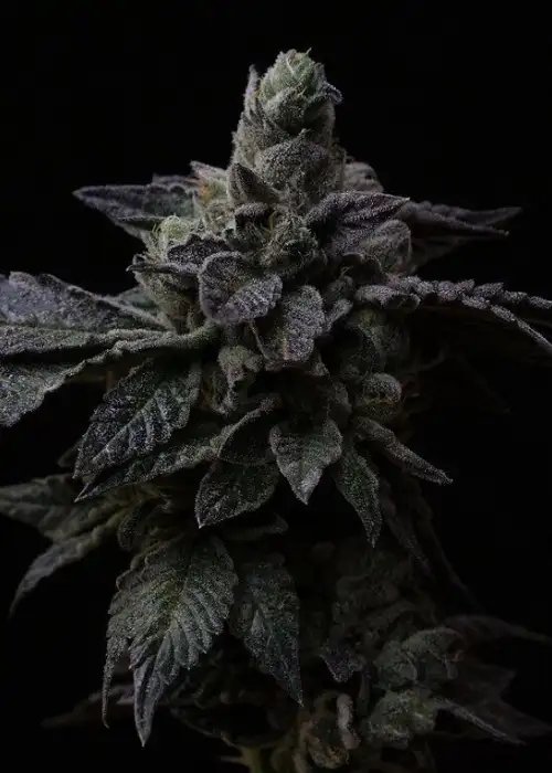 Suguz by R-Kiem Seeds, Photoperiod cannabis strain