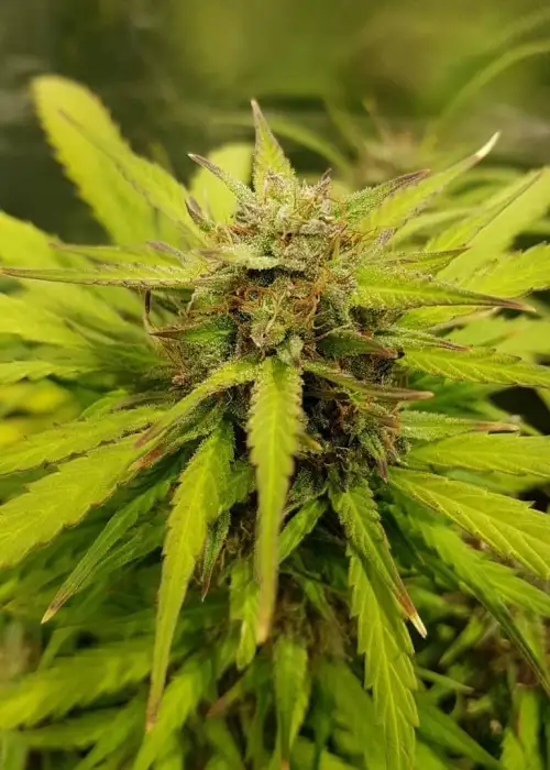 Summer Berry Kush by Aztech, Photoperiod cannabis strain