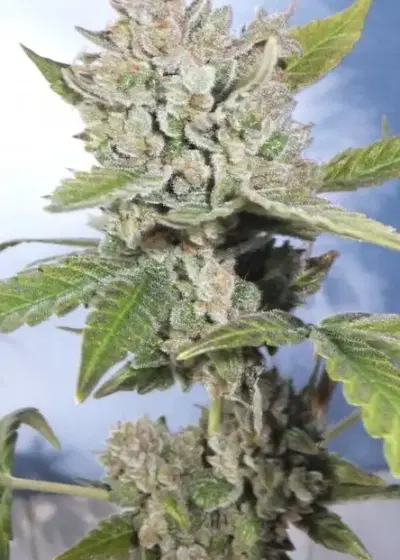 Sun Maiden by Gage Green, Photoperiod cannabis strain