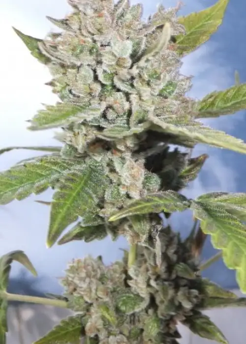 Sun Maiden by Gage Green, Photoperiod cannabis strain