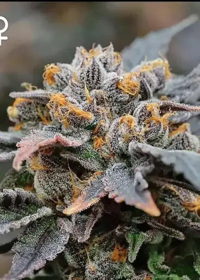 Sundae Batter by Greenpoint Seeds, Photoperiod cannabis strain