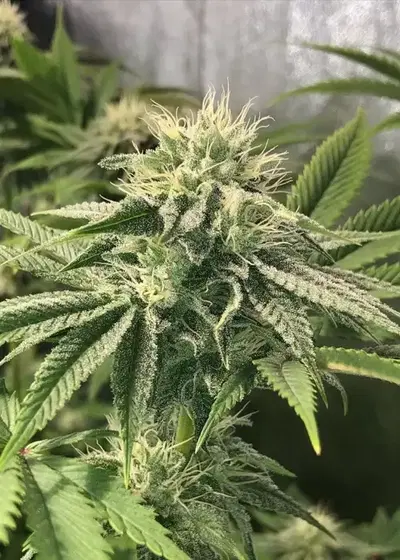 Sundae Float by Cannarado Genetics, Photoperiod cannabis strain