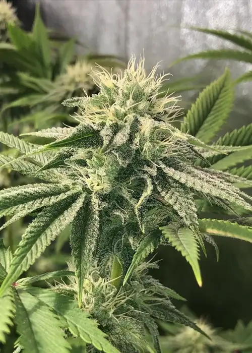 Sundae Float by Cannarado Genetics, Photoperiod cannabis strain