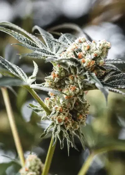 Sundae Punch by Elev8 Seeds, Photoperiod cannabis strain