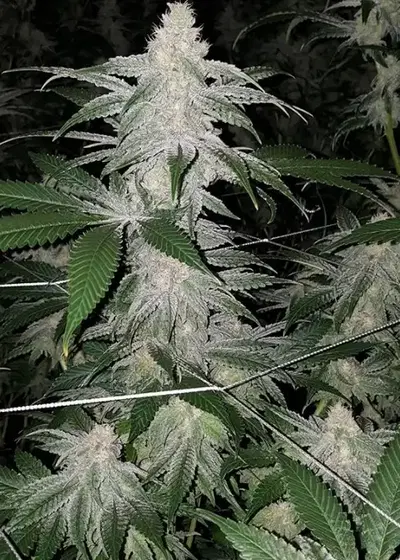 Sunday Driver by Jungle Boys, Photoperiod cannabis strain