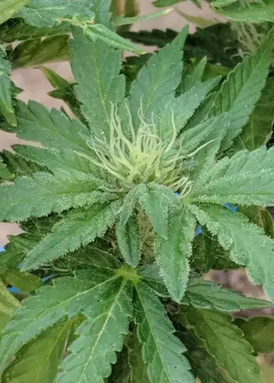 Sunkiss by Josh D, Photoperiod cannabis strain