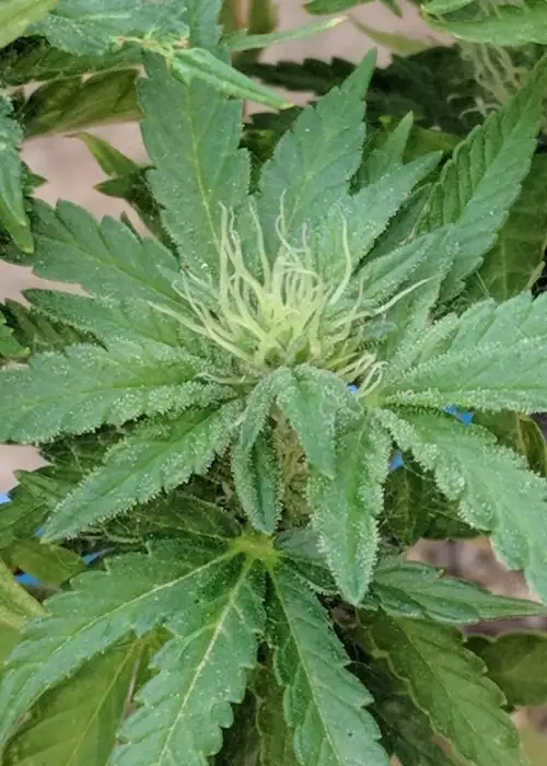 Sunkiss by Josh D, Photoperiod cannabis strain