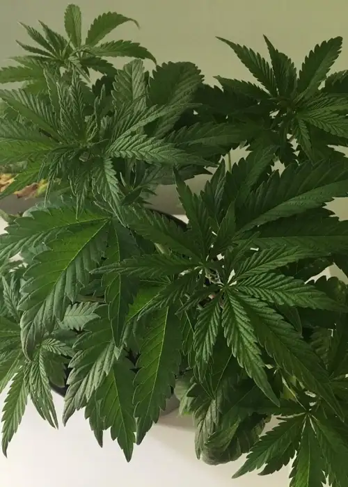 Sunny D by Dark Horse Genetics, Photoperiod cannabis strain