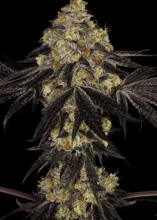 Sunset Paradise by Paradise Seeds, Photoperiod cannabis strain