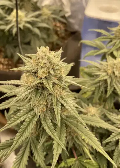 Sunset Sherb Auto by Mosca Seeds, Autoflower cannabis strain