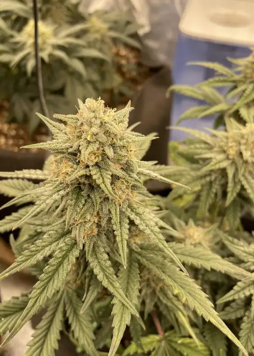 Sunset Sherb Auto by Mosca Seeds, Autoflower cannabis strain