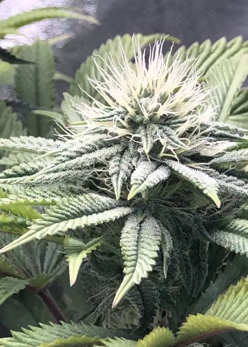 Sunset Sherbert by Cookies Seed Bank, Photoperiod cannabis strain