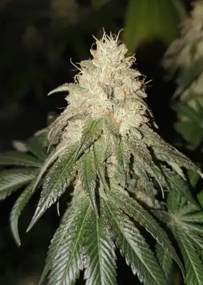 Sunset by Pheno Finder Seeds, Photoperiod cannabis strain