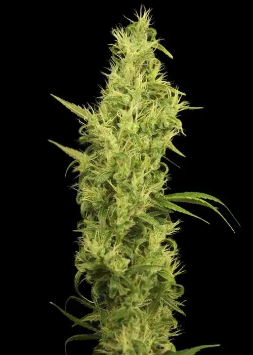 Sunshine by House of the Great Gardener, Photoperiod cannabis strain