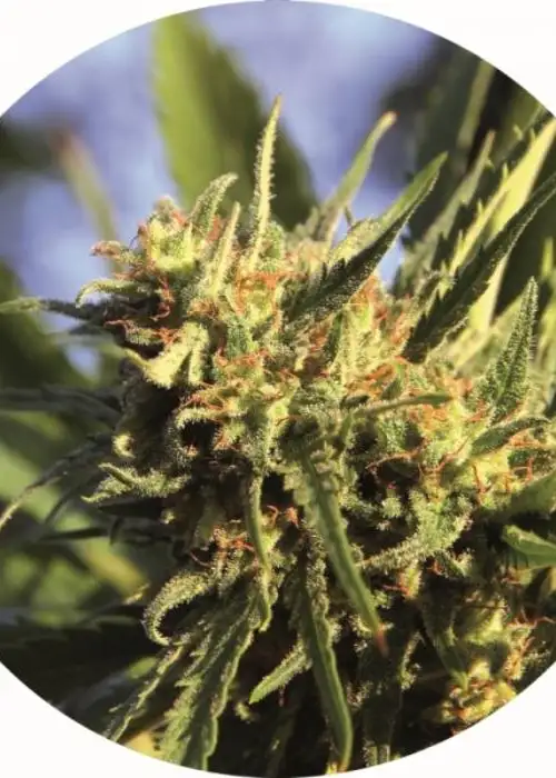 Super Auto Tao by Top Tao Seeds, Autoflower cannabis strain