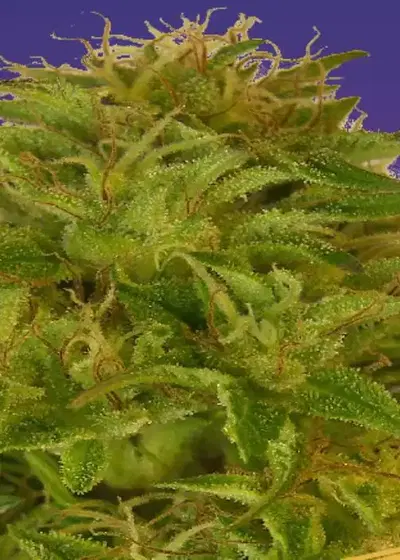 Super Automatic Kush by Ceres seeds, Autoflower cannabis strain