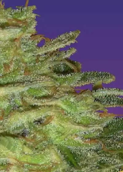 Super Automatic Skunk by Ceres seeds, Autoflower cannabis strain